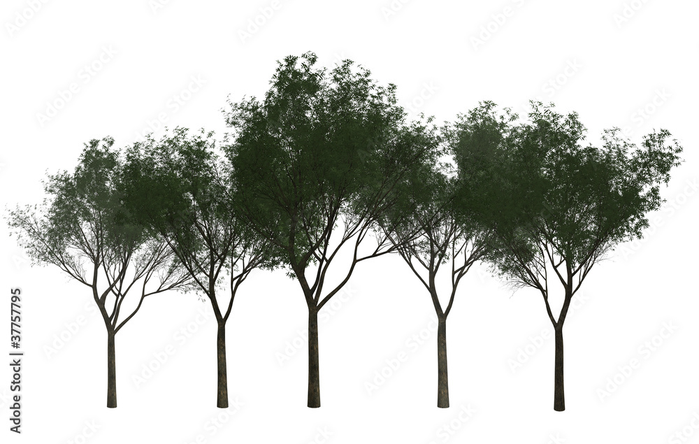 A Group of Trees isolated on white A Group of Trees isolated on white