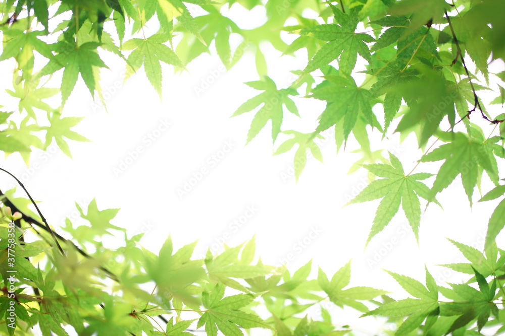 green maple leaves