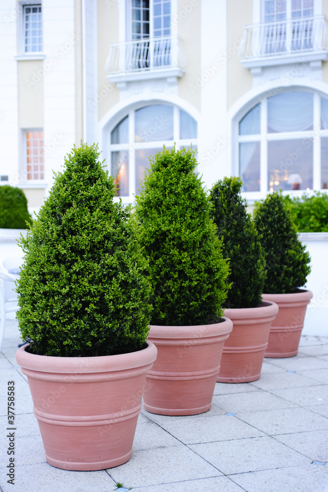 Ornamental potted trees