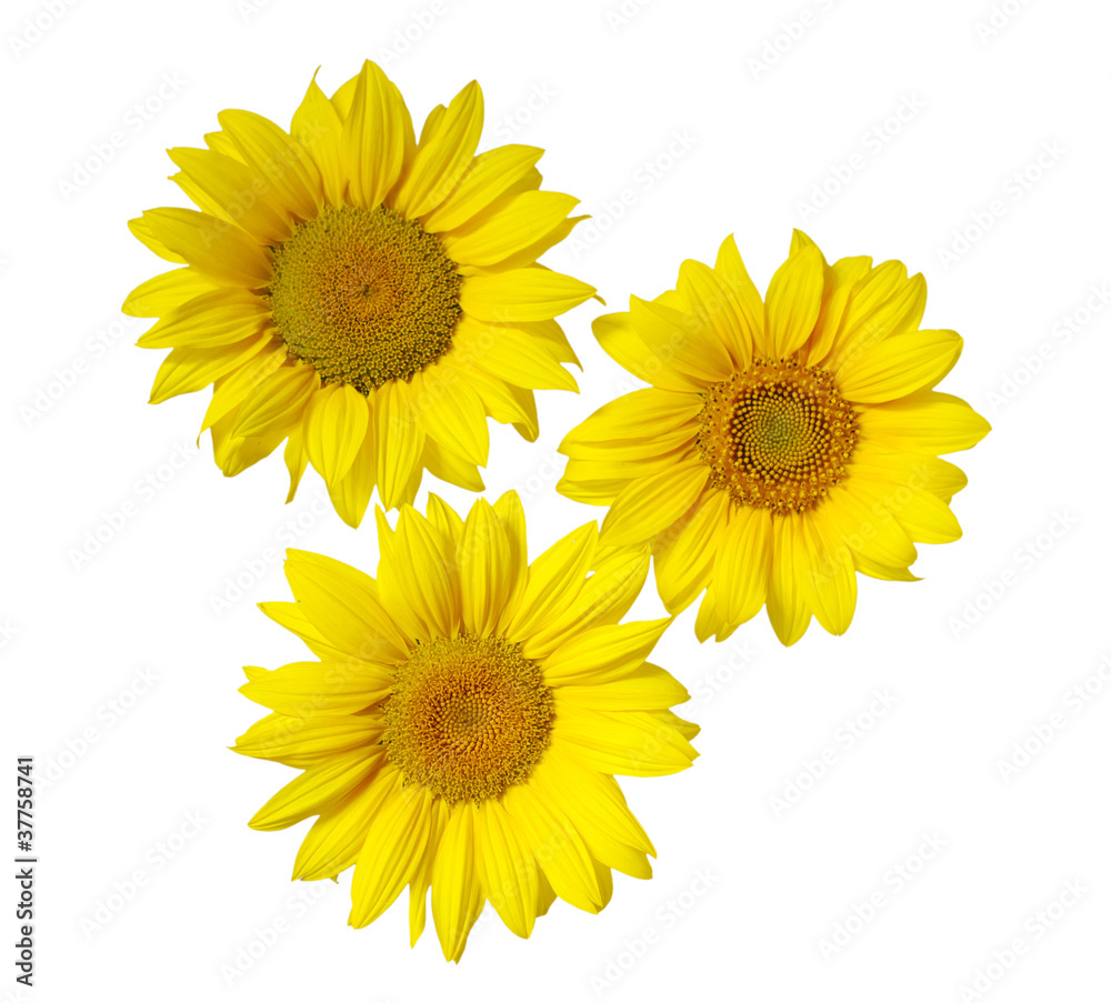 sunflower sunflower