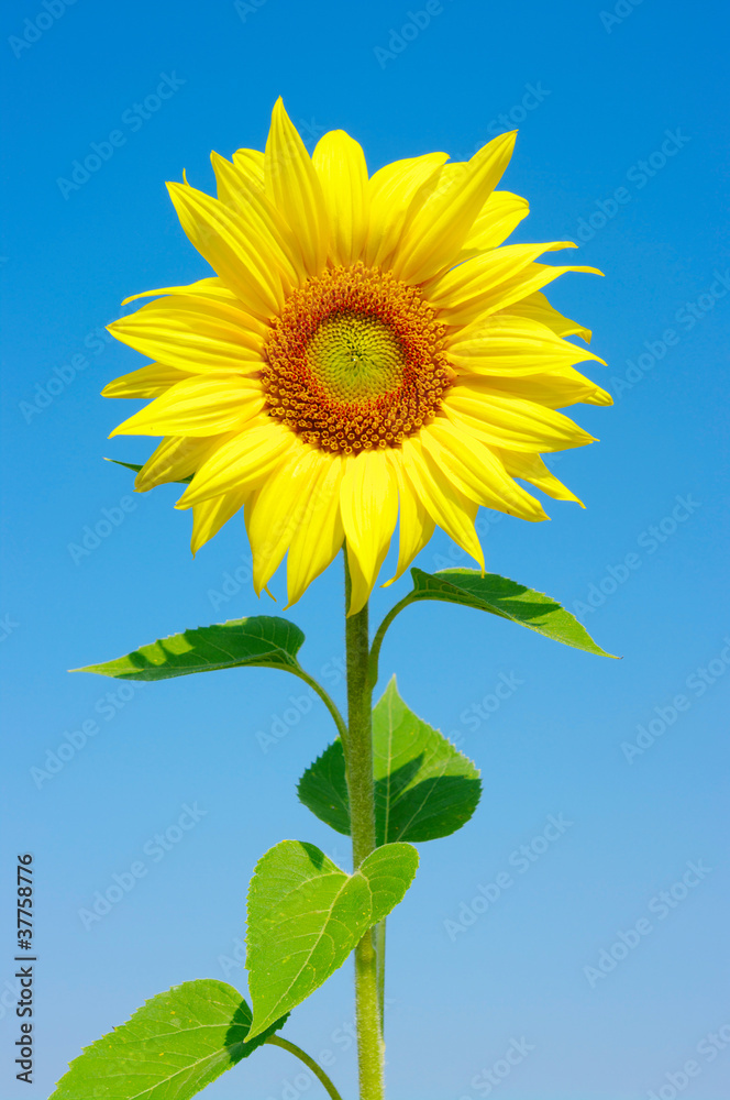 Naklejka premium sunflowers