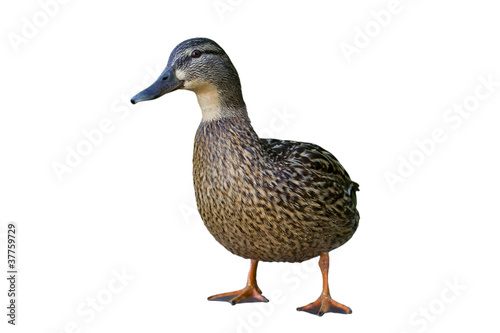 Wild duck female. isolated on white.