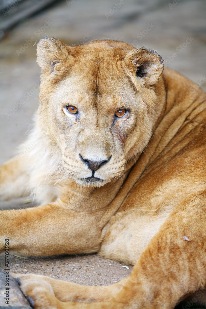 Obraz premium Female lion lying down