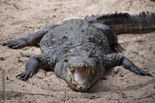 Mugger or Marsh Crocodile (Crocodylus palustris) photo
