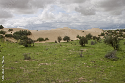 Sand dunes at Thar desert, India