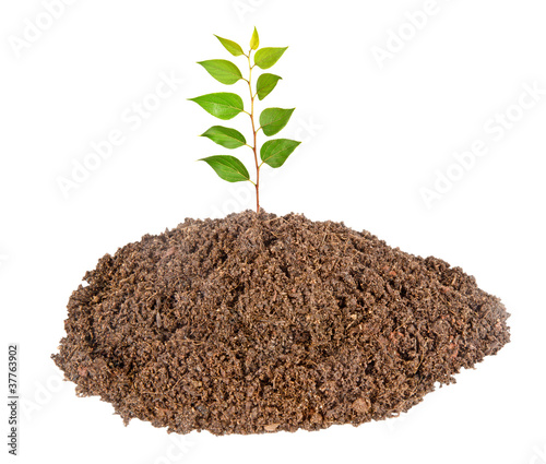 sapling growing from soil