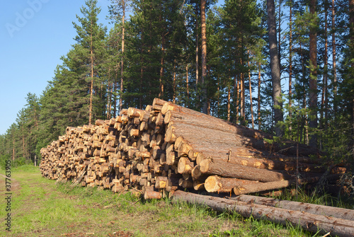 Wood for construction