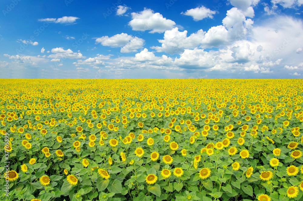 sunflower field