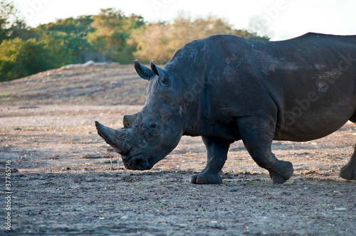 A portrait of a rhino . © LarisaP