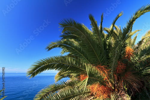 palm over the sea - Phoenix dactylifera