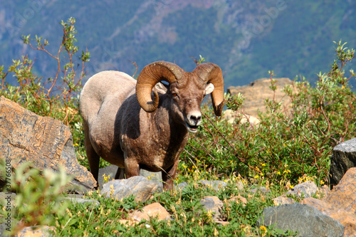 Bighorn sheep (Ovis canadensis) - Montana
