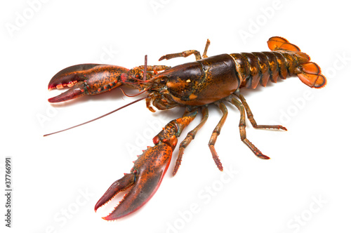 living lobster
