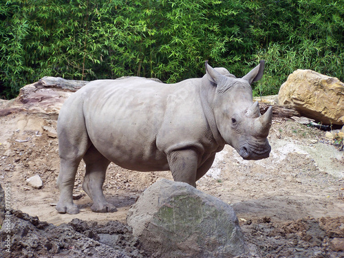 Ein Breitmaulnashorn