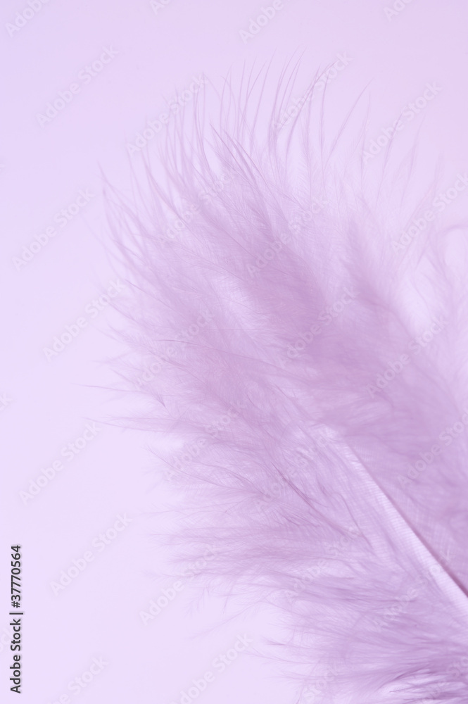 Obraz premium 羽根