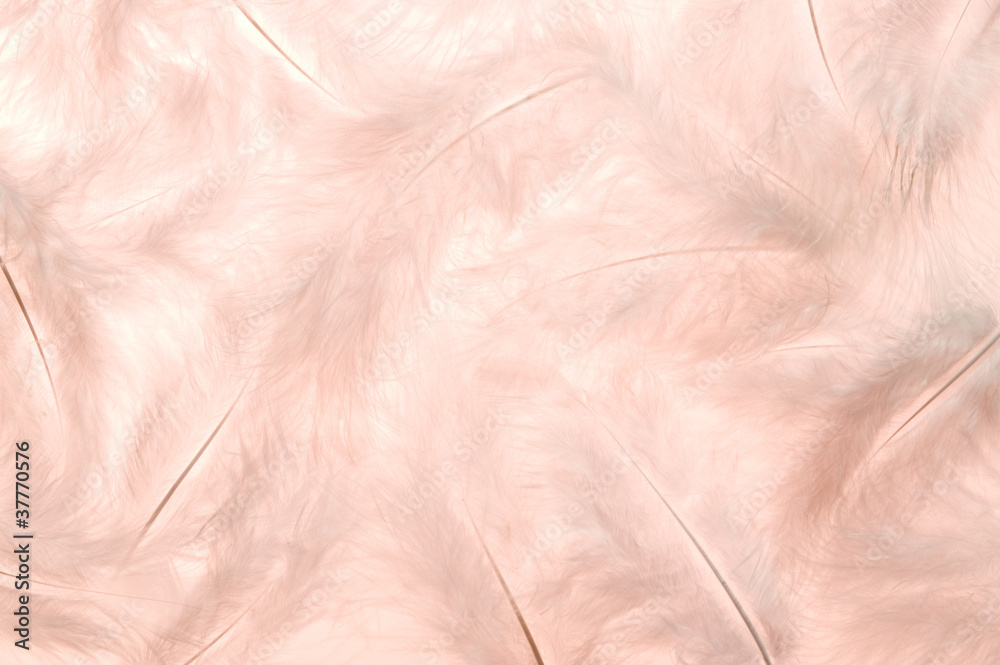 Obraz premium 羽根