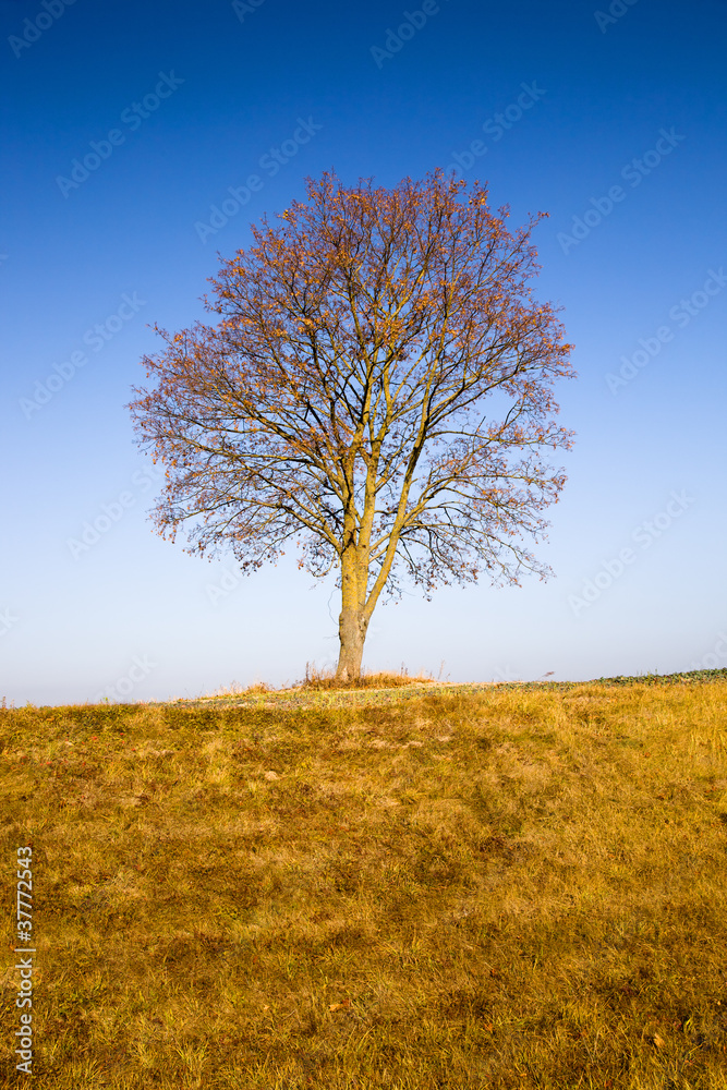 Tree in the autumn Tree in the autumn