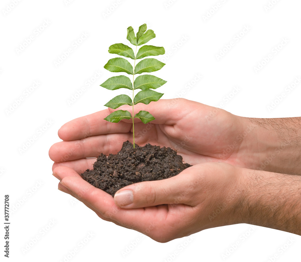 sapling in hands sapling in hands
