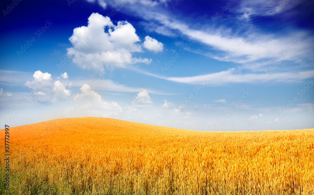 Obraz premium Wheat field