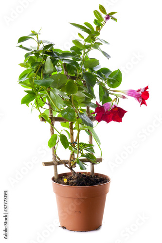 Blossoming plant of datura in flowerpot isolated on white.