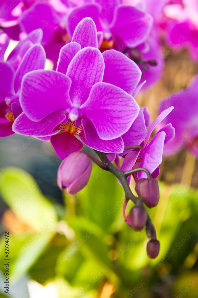 Obraz premium Beautiful purple orchid close up