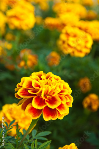 Fototapeta Naklejka Na Ścianę i Meble -  the yellow marigold