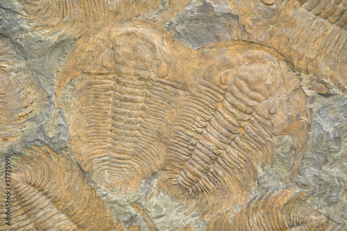 fossile Versteinerung
