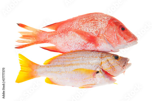 Red Snapper And Yellow Sea Bream