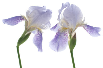 Papier peint photo Iris Iris violet aux nuances vives  © _Vilor
