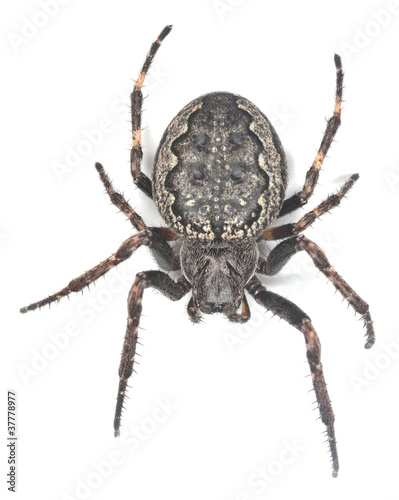 Orb-Weaver spider, macro photo