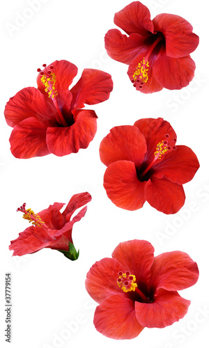 flowers isolated on white. Colorful illustration.
