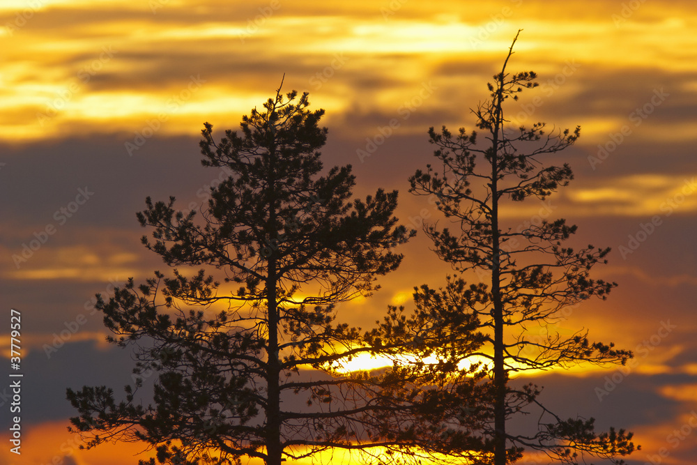 Obraz premium Pine trees silhouette