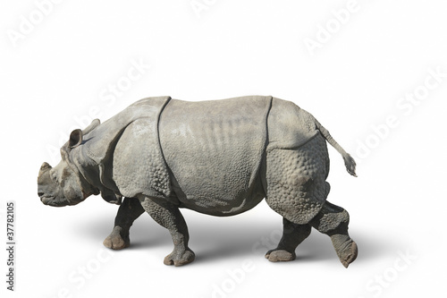 rhinoceros in white back