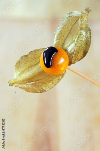 physalis mit flüssiger schokolade photo