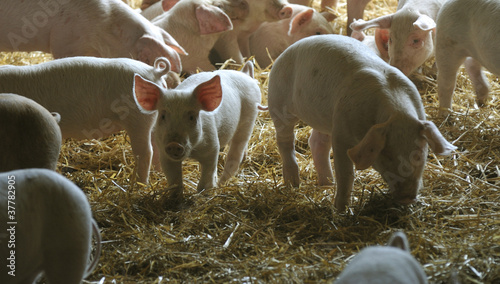 Porkers in the pigsty
