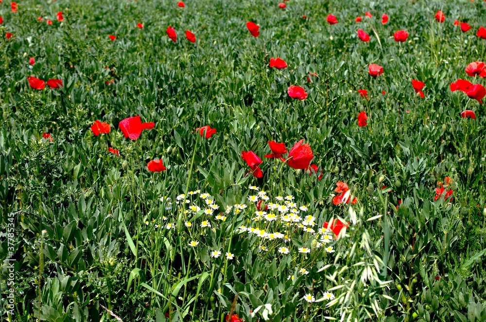 Coquelicots et fleurs des champs
