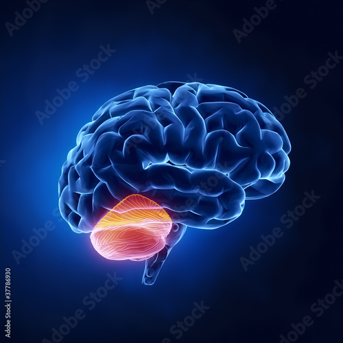 Cerebellum part - Human brain in x-ray view photo
