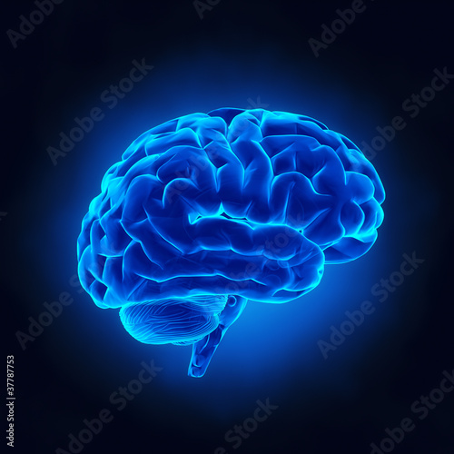 Photo Human brain in x-ray view