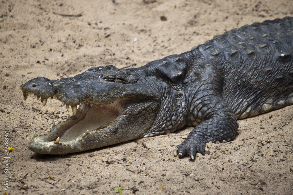 Mugger or Marsh Crocodile (Crocodylus palustris) Mugger or Marsh Crocodile (Crocodylus palustris)