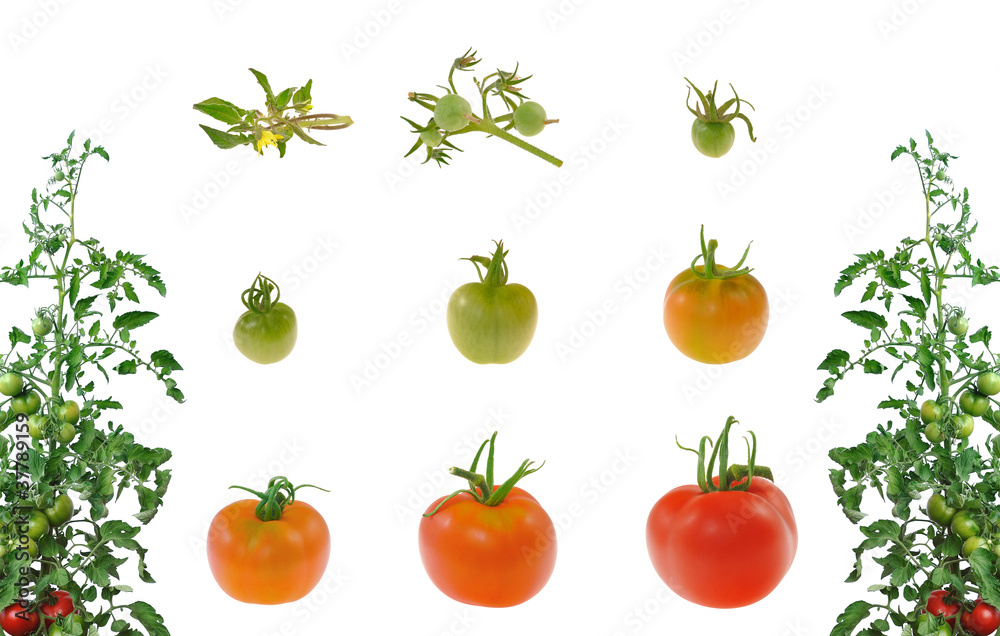 Fototapeta Ewolucja czerwonego pomidora na białym tle