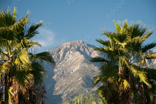 Фотография Palm Trees and Mountains