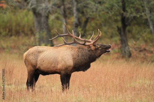 Bull Elk