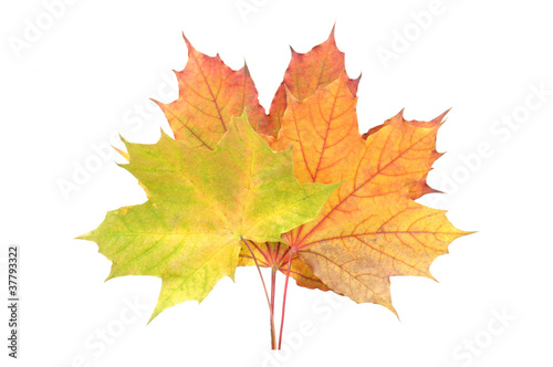 Yellow  Red and Green Fallen Autumn Leaves Isolated on White