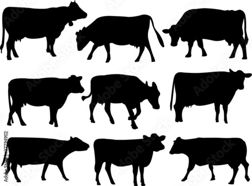 Cow silhouette collection - vector