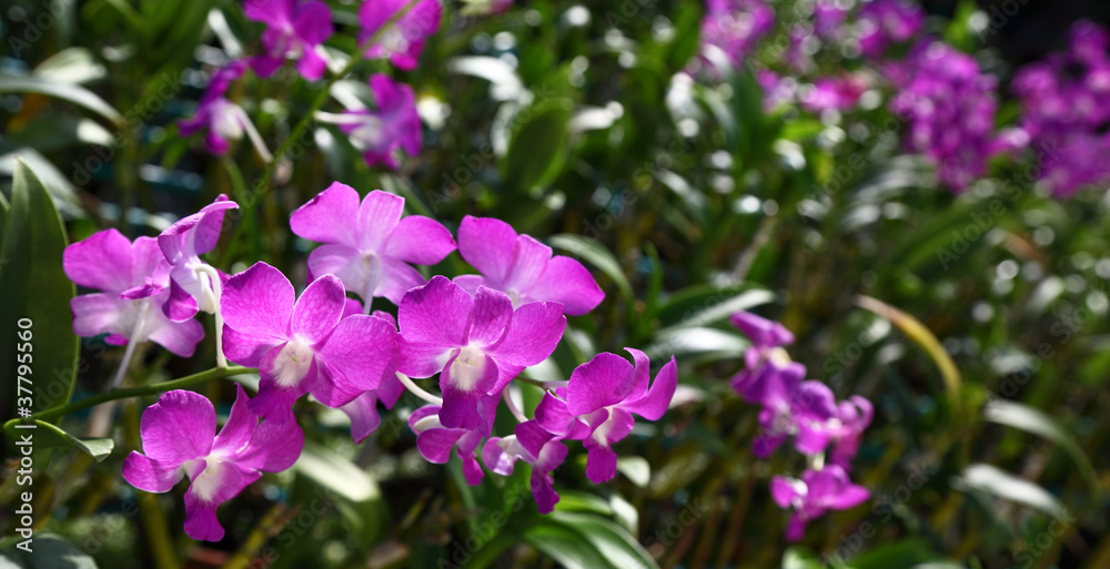 Orchid Nursery