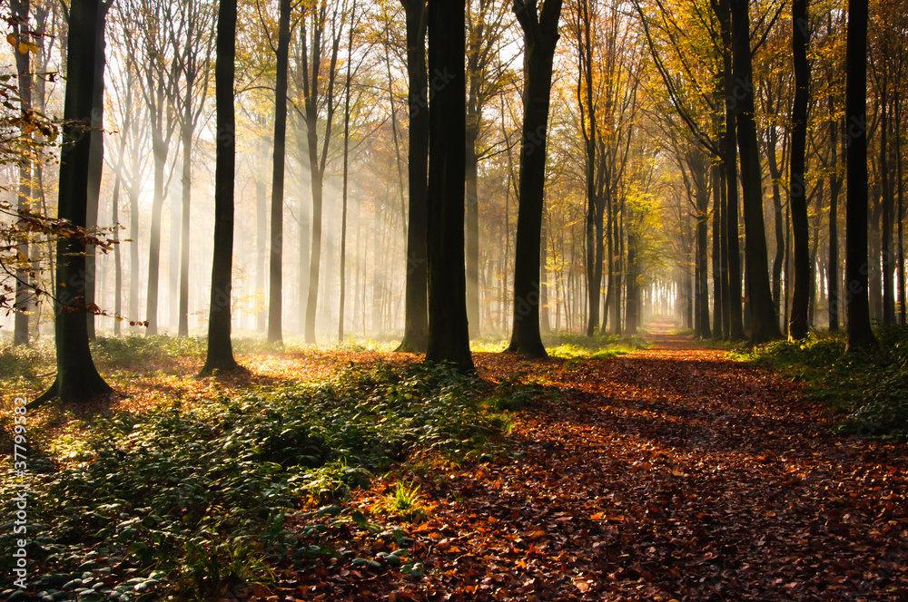 Obraz premium Forest light