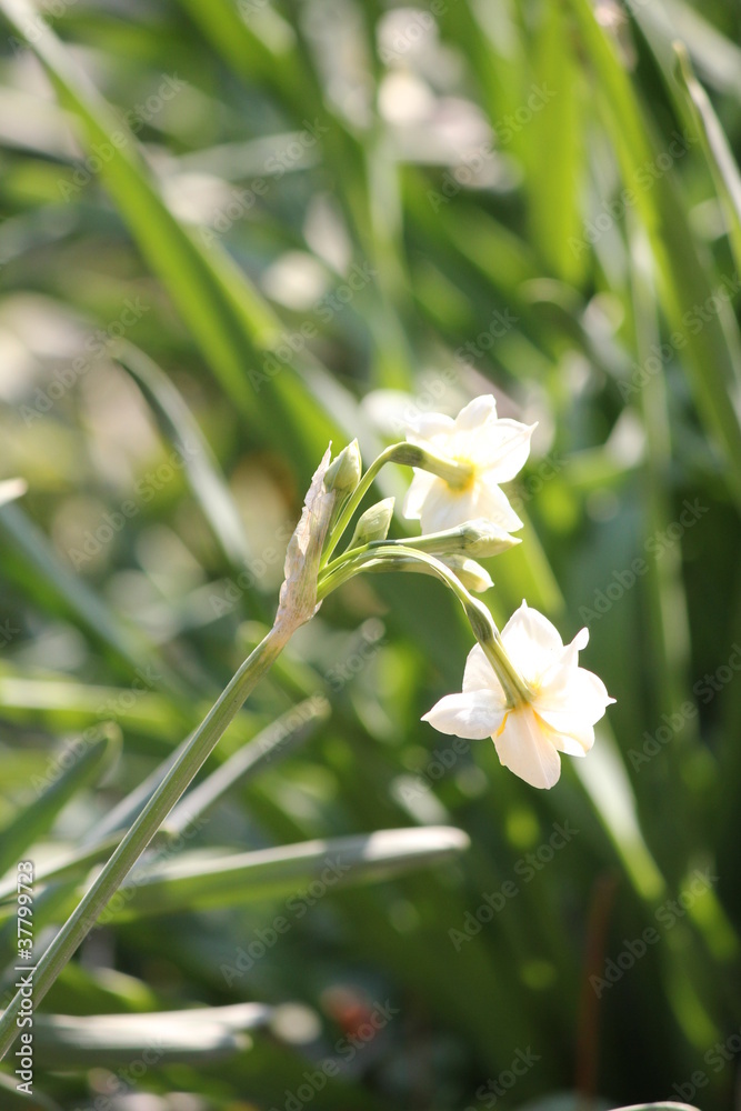 Fototapeta premium 水仙