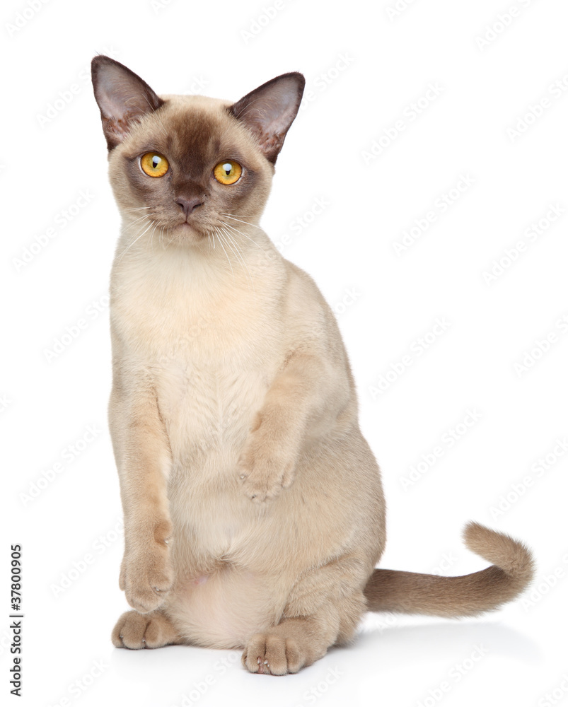 Burmese cat on white background