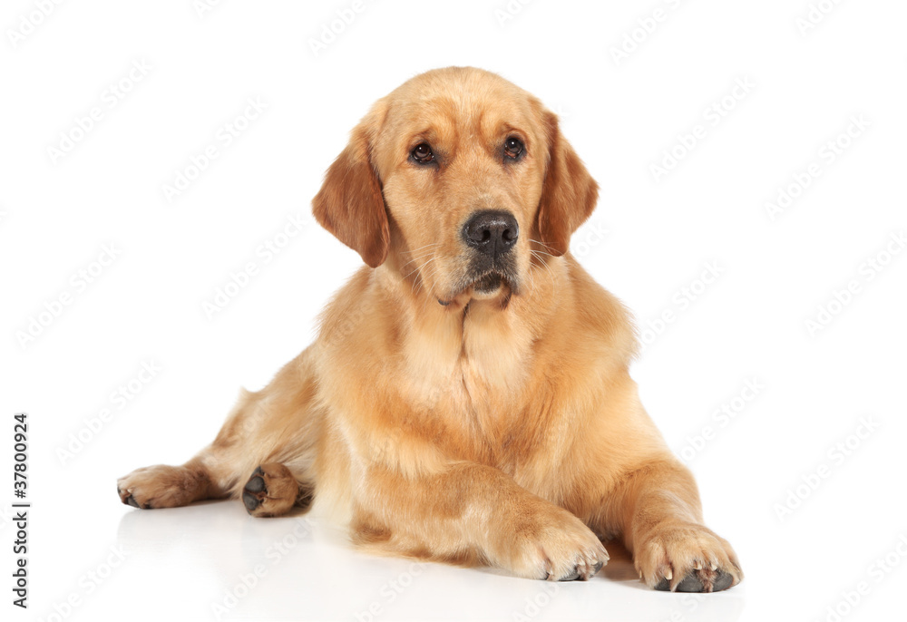 Golden Retriever dog lying on the floor