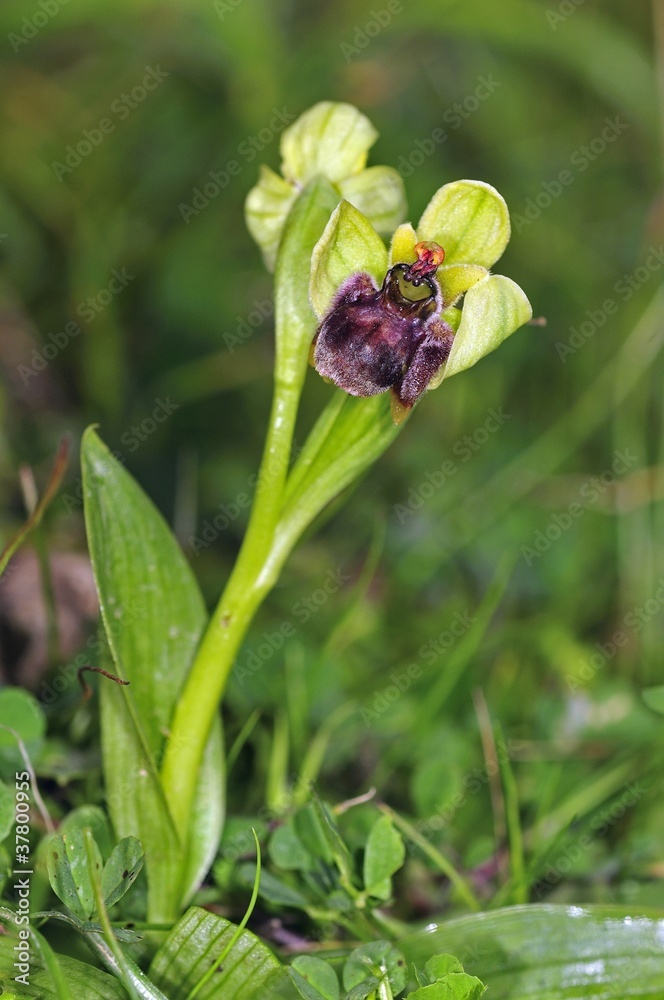 Bumblebee orchid (Ophrys bombyliflora), Crete Bumblebee orchid (Ophrys bombyliflora), Crete