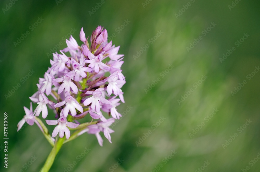 Pyramidal Orchid (Anacamptis pyramidalis), Crete Pyramidal Orchid (Anacamptis pyramidalis), Crete